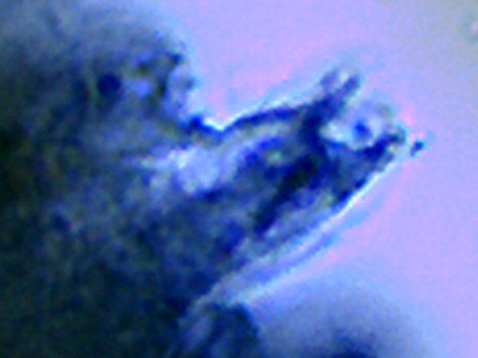 Capture_20.jpg