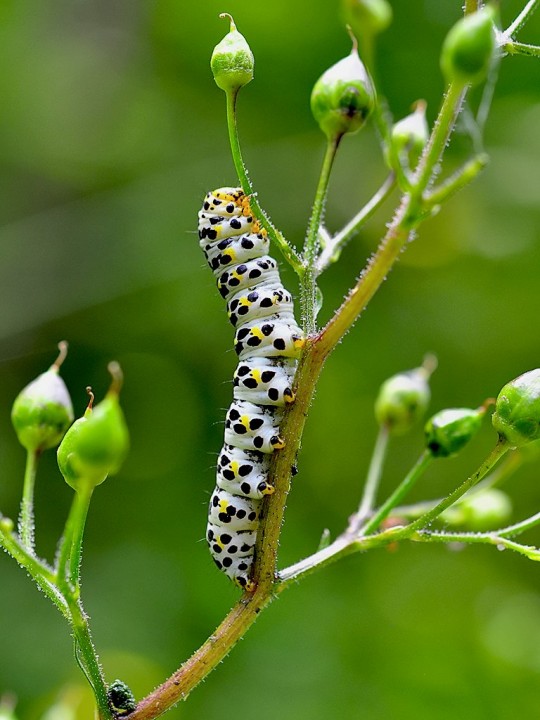 Cucullia_sp_4.jpg