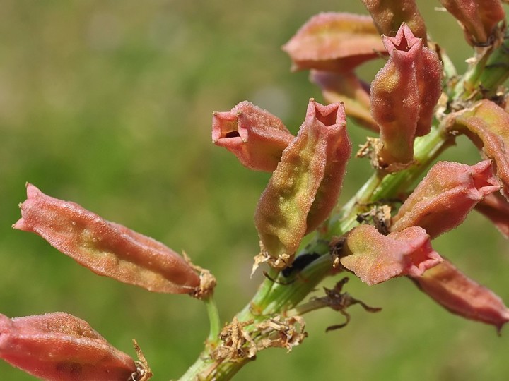 Reseda_alba_fruits_Funtana_Meiga.jpg