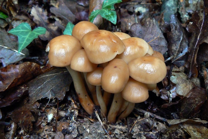 Forêt de St Mars la Jaille (44) - Juin 2010