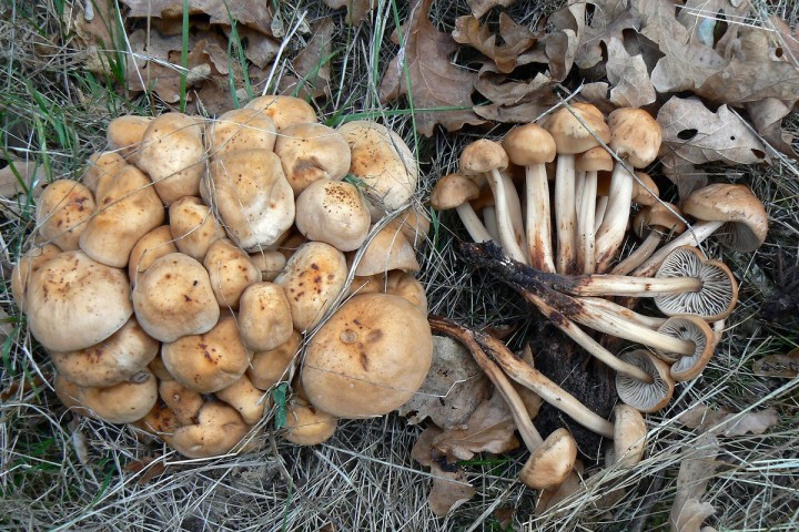 Vallet (44) - Octobre 2013