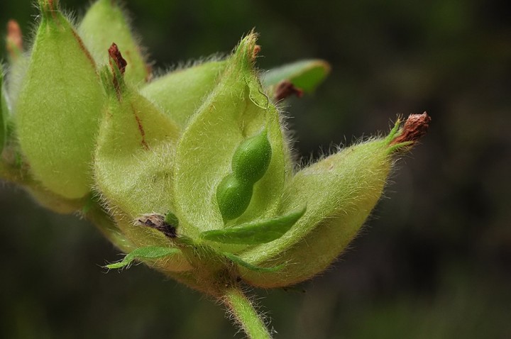 Anthyllis_tetraphylla_graines_Porto_Conte.JPG