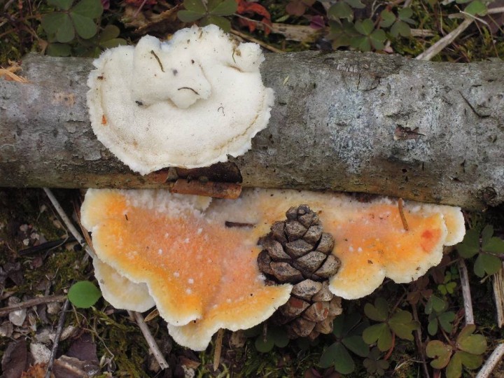 Tyromyces kmetii 2014 07 004-redim1024.JPG