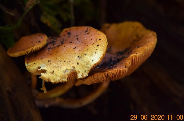 DSC_1427_01.JPG