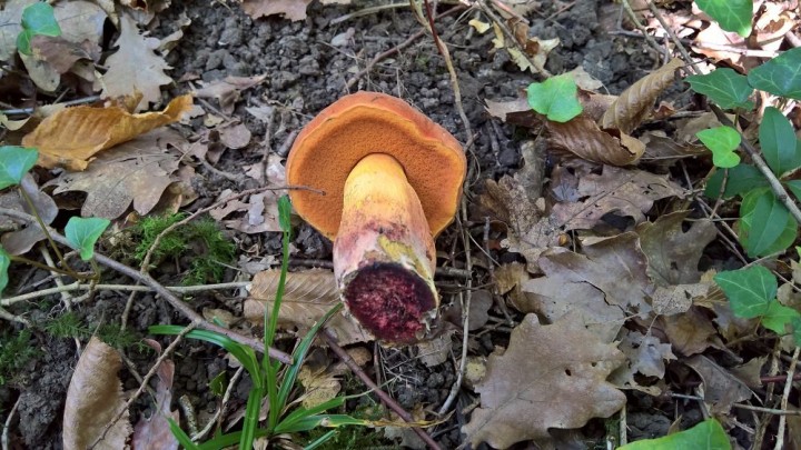Boletus queletii (2).jpg