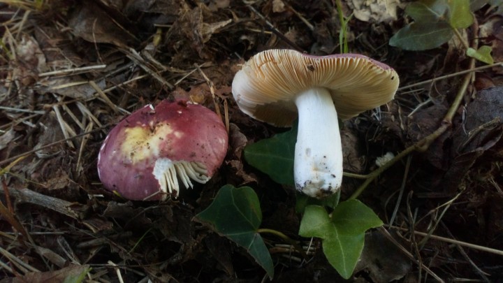 DSC_0922.JPG