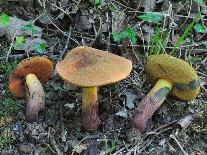 Boletus_queletii_2.jpg