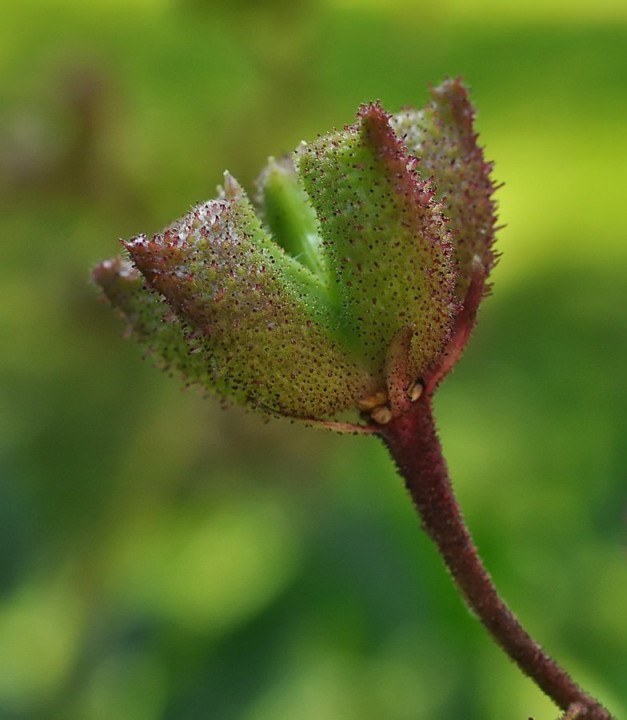 Dictamnus_albus_Jardin_Bota_fruits_2019_1.jpg