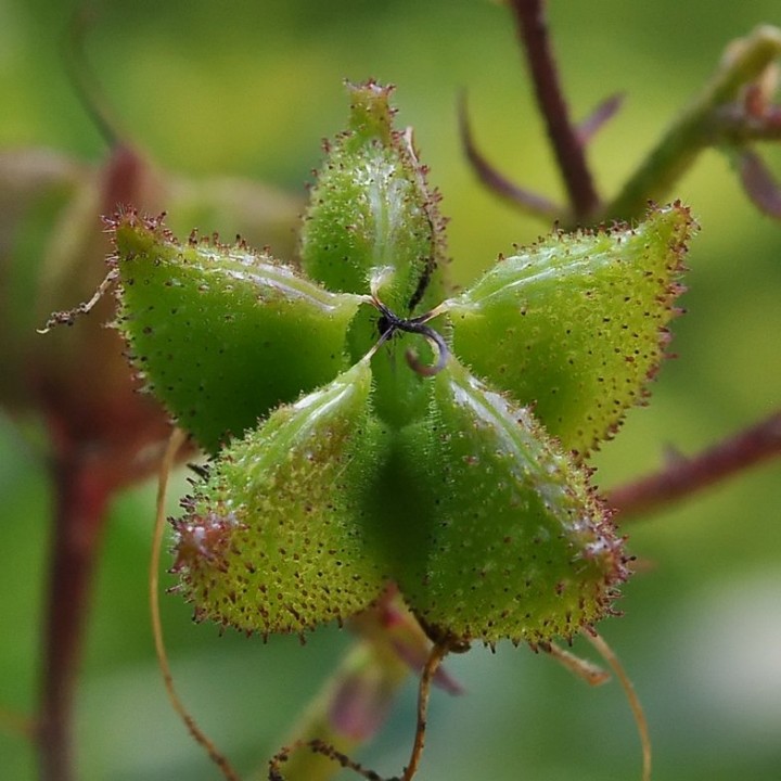 Dictamnus_albus_Jardin_Bota_fruits_2019_2.jpg