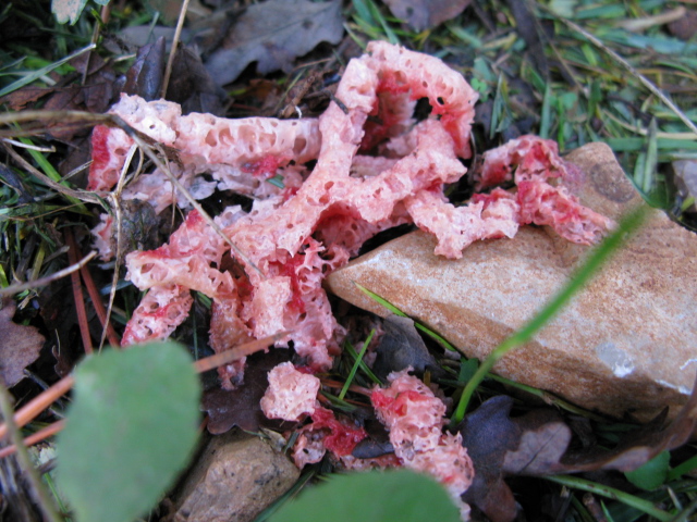 Champignons 012.jpg