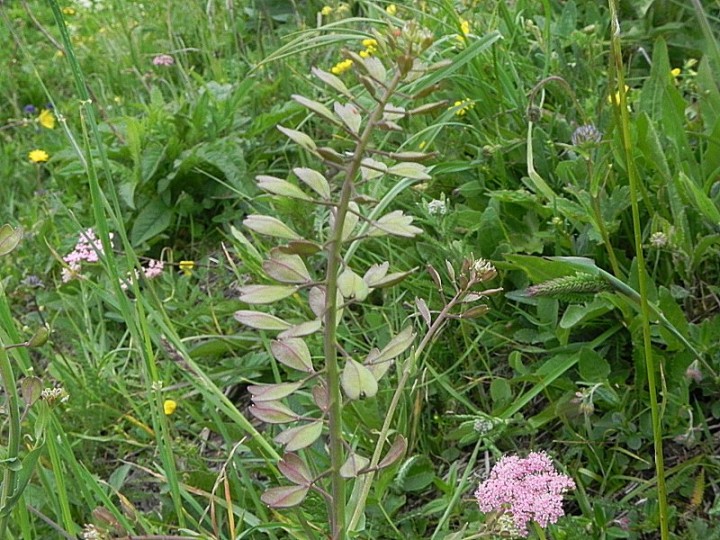 DSCN8662b.JPG