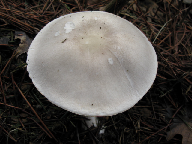 Champignons 010.jpg