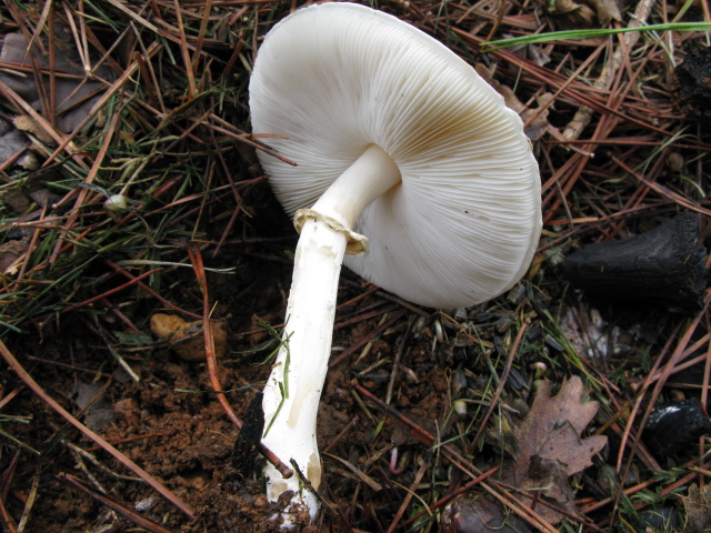 Champignons 011.jpg