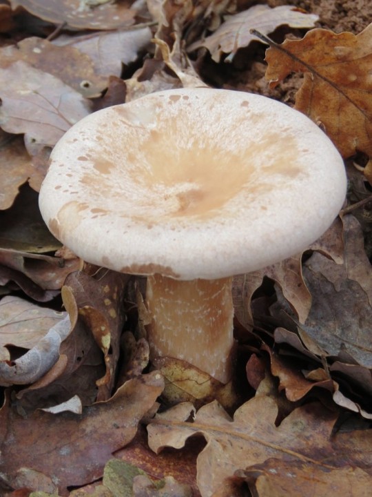 Infundibulicybe geotropa 05 FEV 2019 SALLES-LA-SOURCE (2).JPG