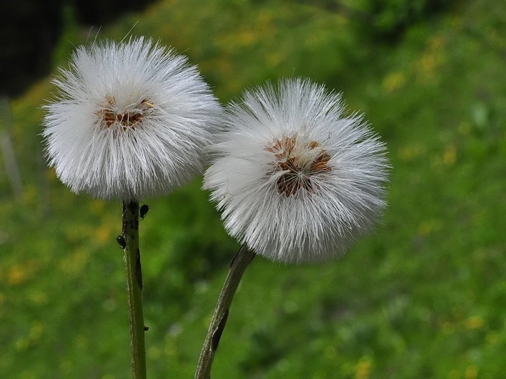 Tussilago_farfara_fruits_Jaunpass.jpg