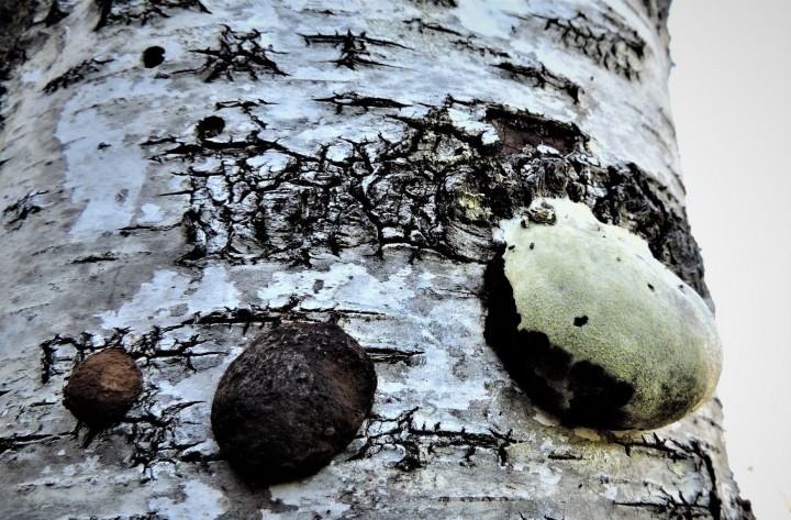 Reticularia          lycoperdon   (9).jpg