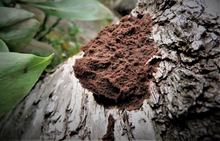 Reticularia          lycoperdon   (8).jpg