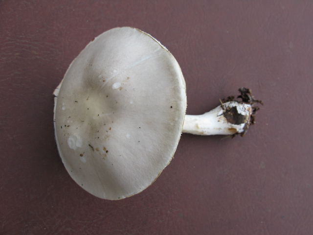 Champignons 002.jpg