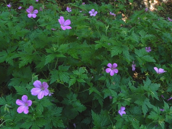 DSCN9122b.JPG