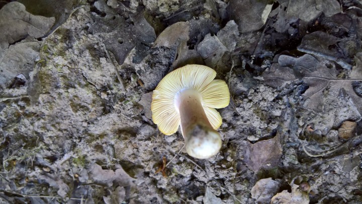 WP_20200713_16_20_44_Pro.jpg