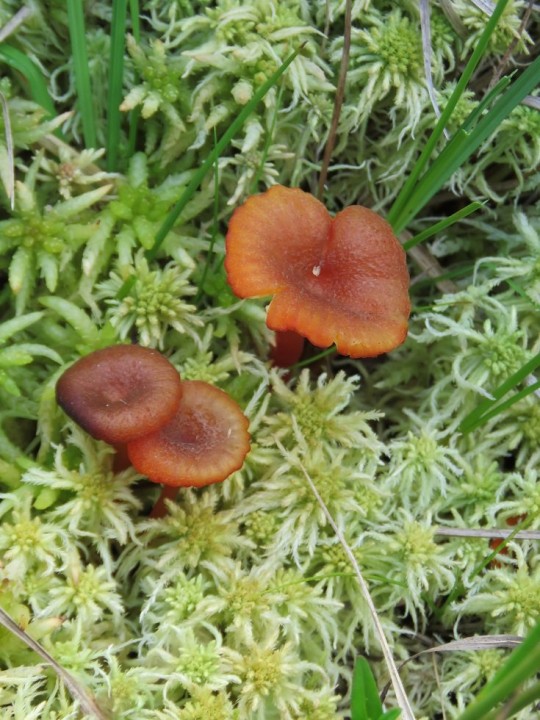 Hygrocybe coccineocrenata 14 JUILLET 2020 LACALM (3).JPG