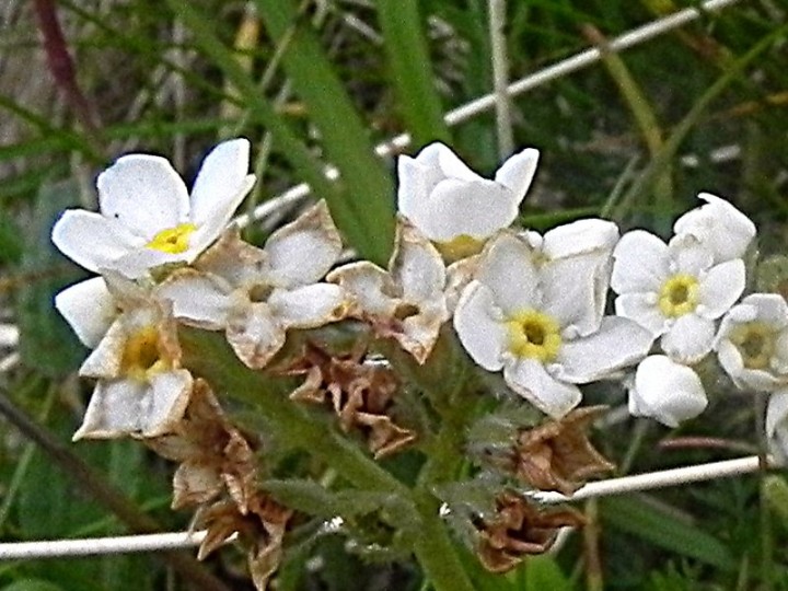 DSCN9230a.JPG