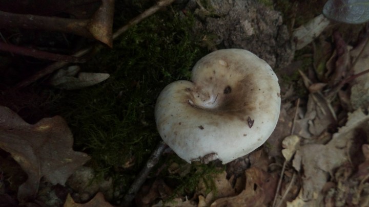 DSC_0989.JPG