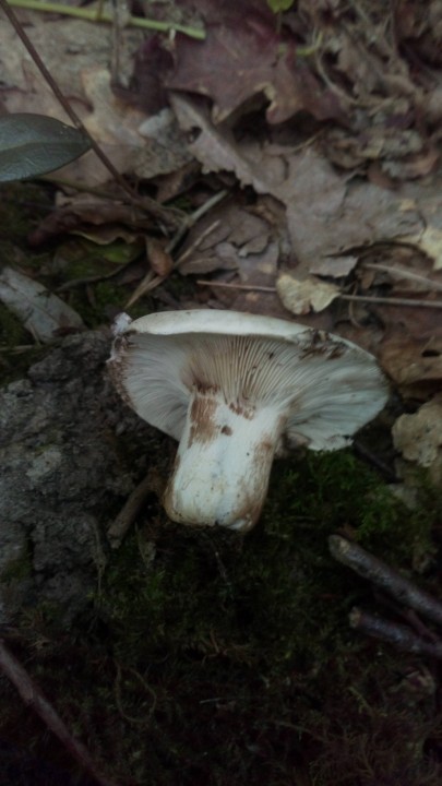 DSC_0991.JPG