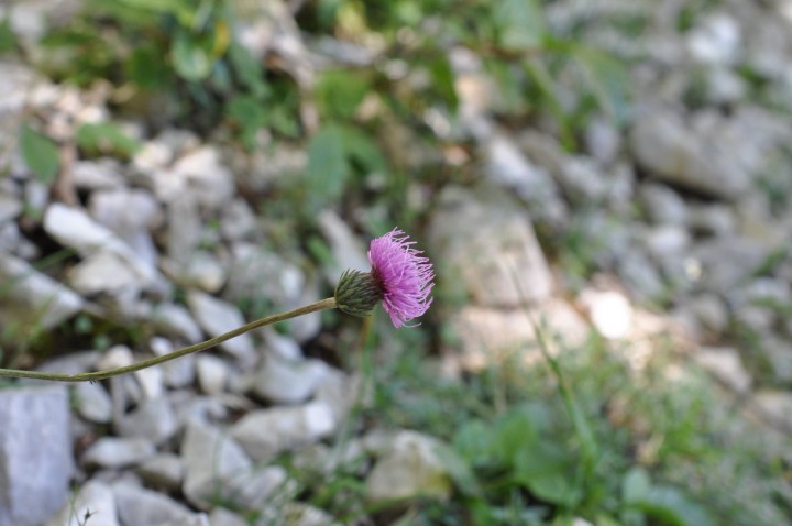 DSC_0045.JPG