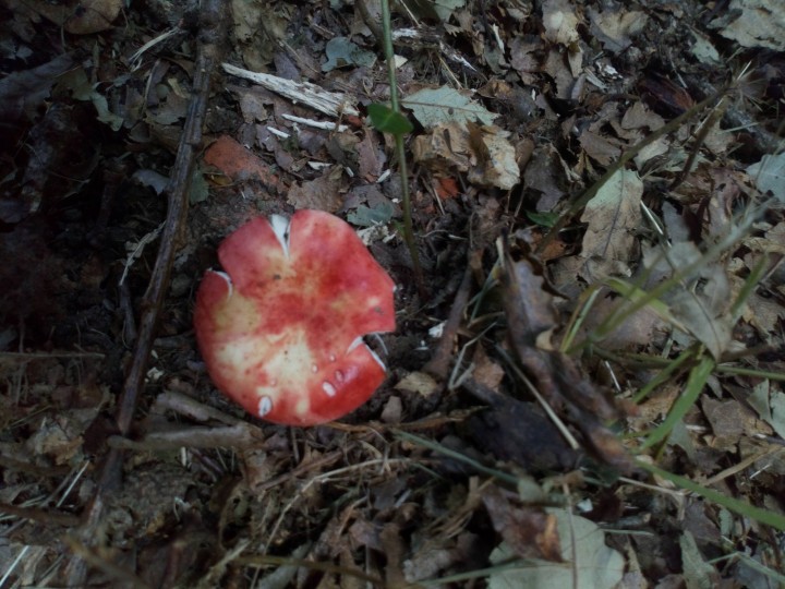 DSC_0965.JPG
