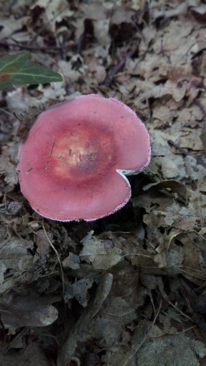 DSC_1007.JPG