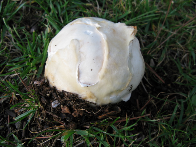 Champignons 009.jpg