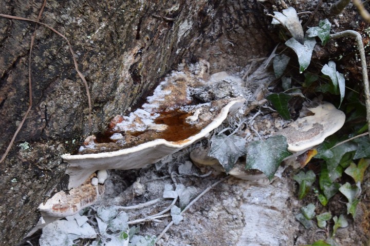 Juillet 2018, Fouesnant (29), sur frêne