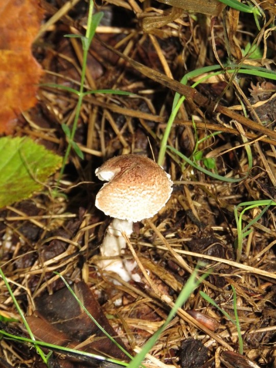Madiès_nord (44).JPG