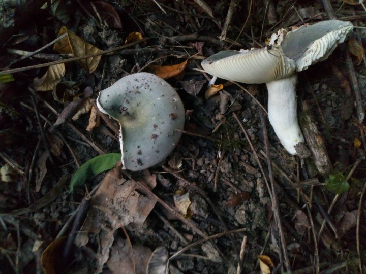 DSC_0944.JPG
