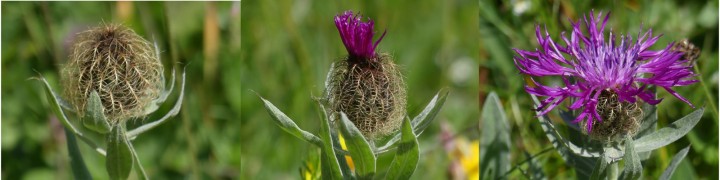 Vanoise_BandeauFloraison.jpg