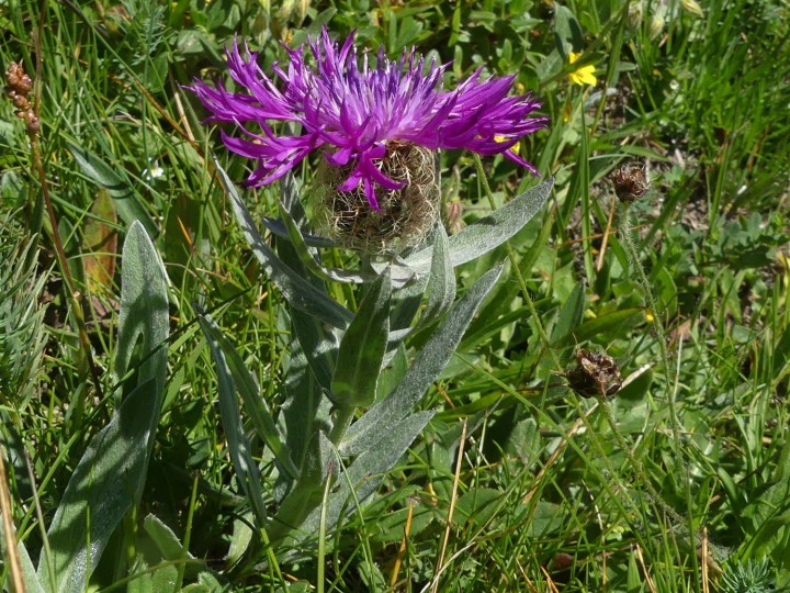 PralognanPecletPolset_2020-07-12_010_DR.JPG