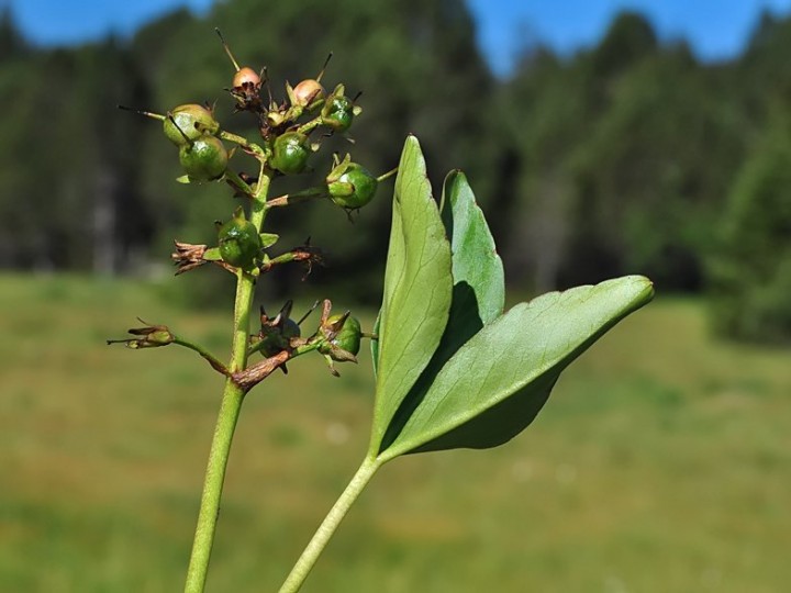 Menyanthes_trifoliata_fruits.jpg