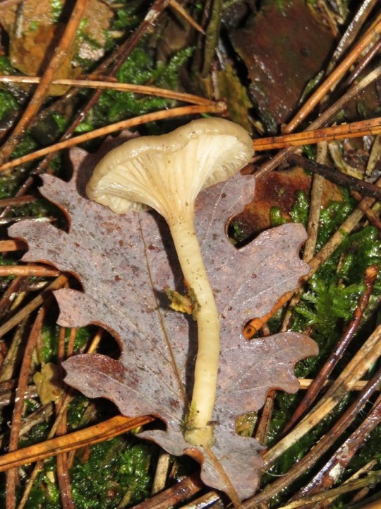 Clitocybe phaeophthalma 23 DEC 2019 MONTROZIER (3).JPG
