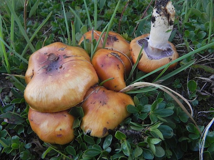 DSCN9350b.JPG