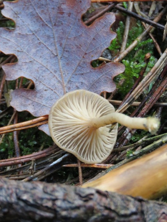 Clitocybe sp. 23 DEC 2019 MONTROZIER (2).JPG