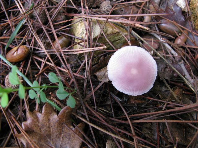 Champignons 006.jpg