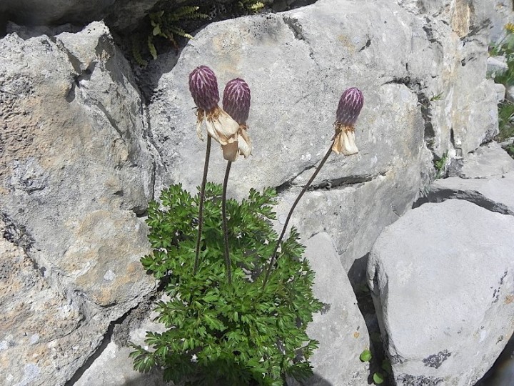 DSCN9334b.JPG