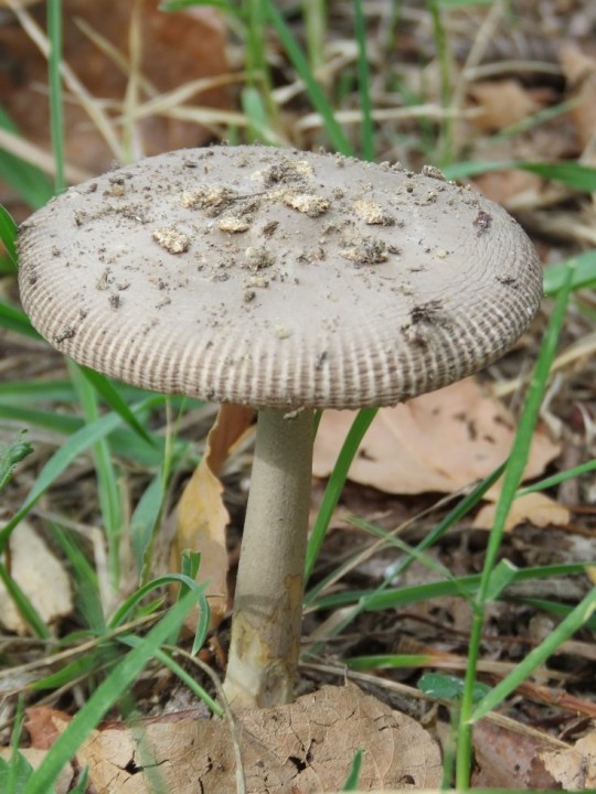 Amanita sp 14 OCT 2019 ILLE-SUR-TET (berges du Têt) (1).JPG