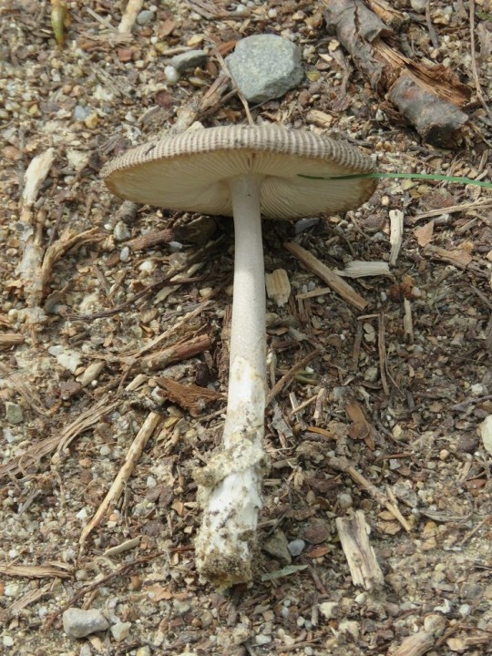 Amanita sp 14 OCT 2019 ILLE-SUR-TET (berges du Têt) (2).JPG