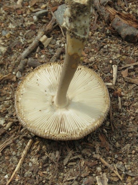 Amanita sp 14 OCT 2019 ILLE-SUR-TET (berges du Têt) (3).JPG