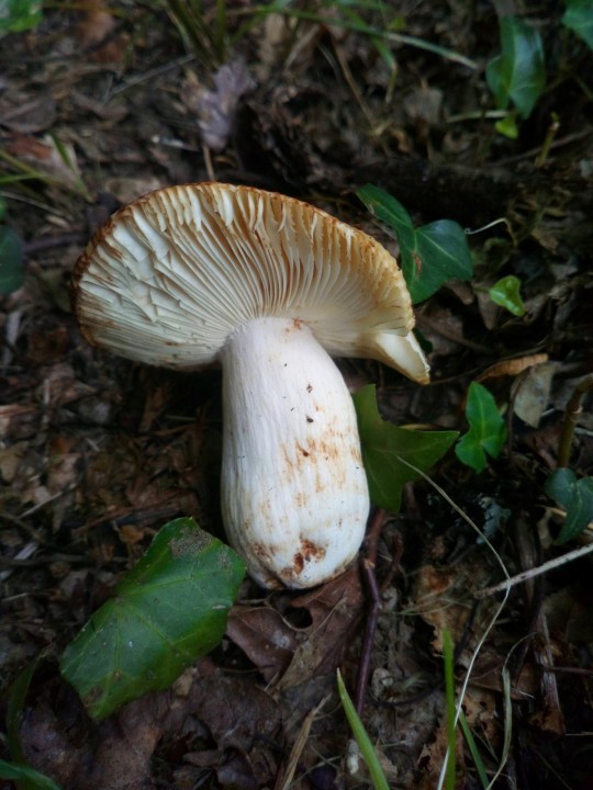 DSC_0920.JPG