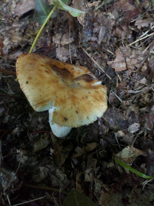 DSC_0923.JPG
