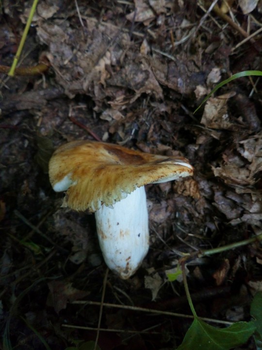 DSC_0925.JPG