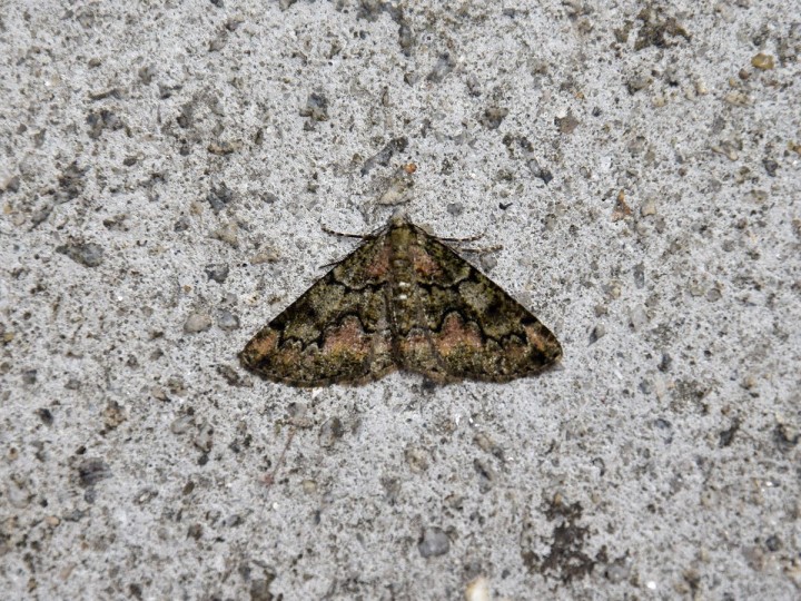 DSC_1364.jpg